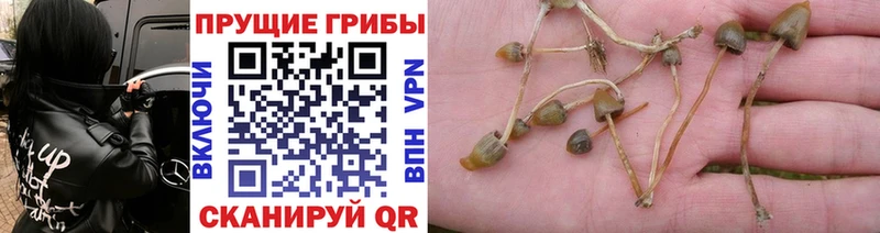 Галлюциногенные грибы прущие грибы  darknet формула  Старая Купавна 
